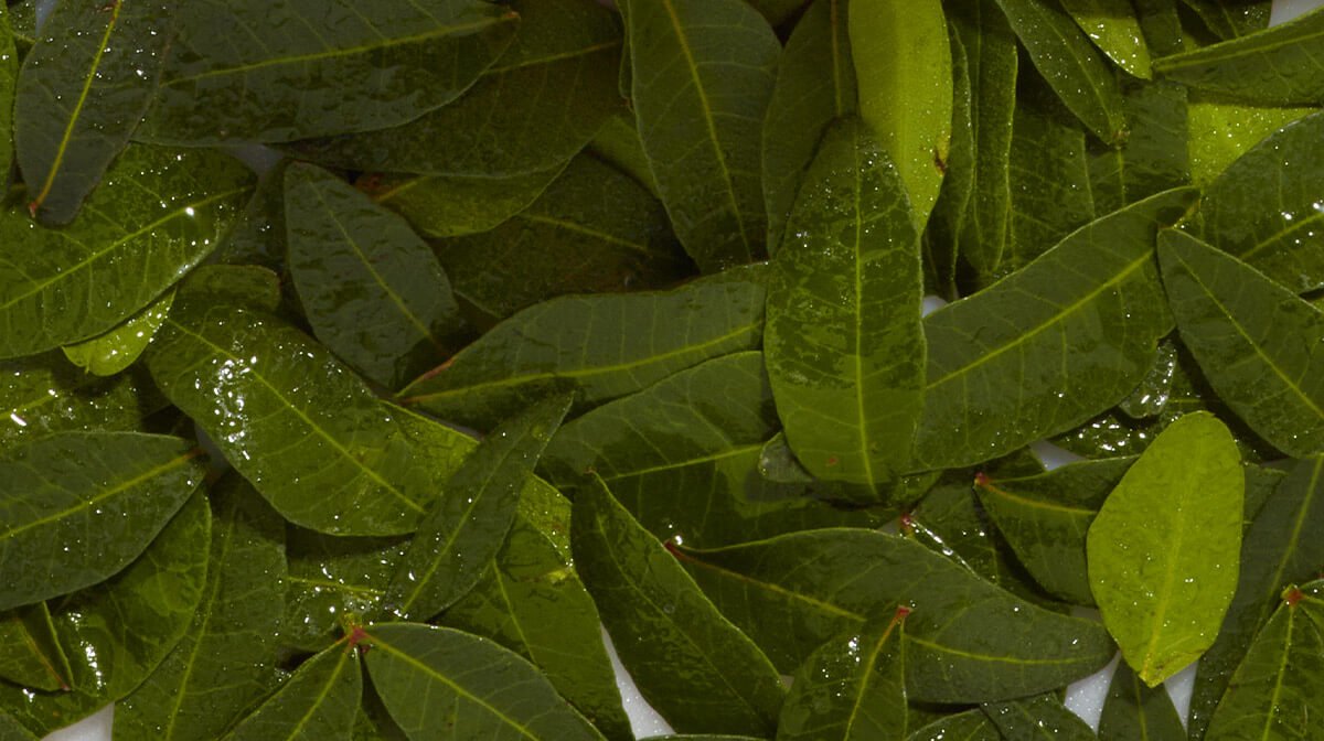 Quels sont les bienfaits du thé vert ? - NUXE
